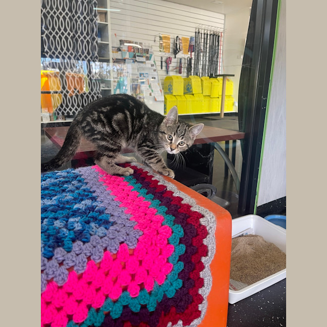 Photo of Mr. Wiggle
