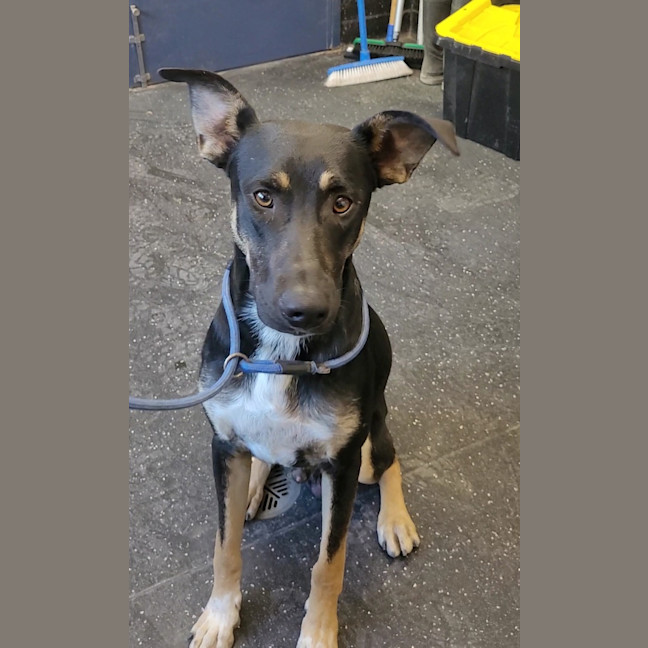 Photo of Johnny Rotten