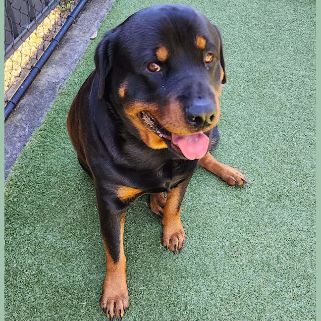 Photo of Bruno