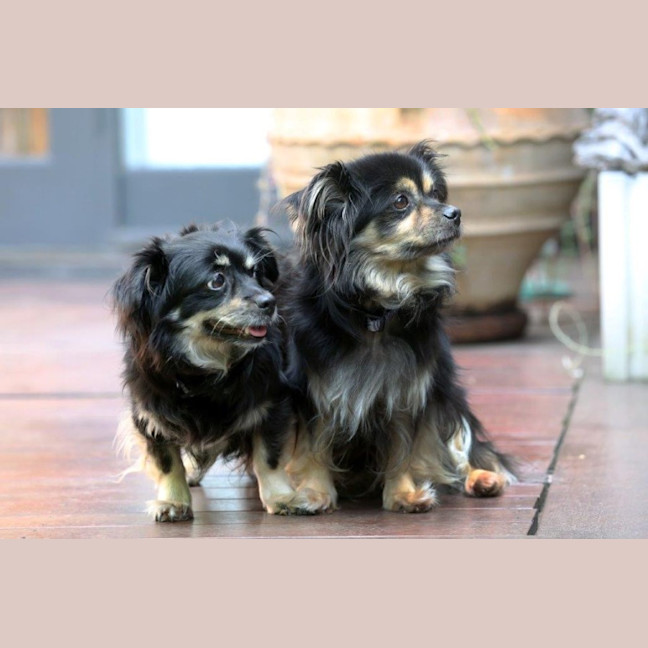 Photo of Kimchi And Kizha Newhaven