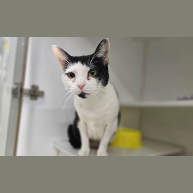 Photo of Callie