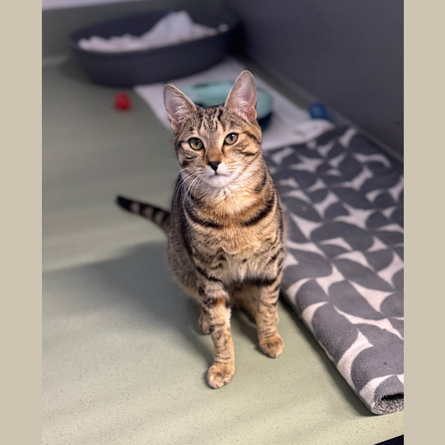 Photo of Nala