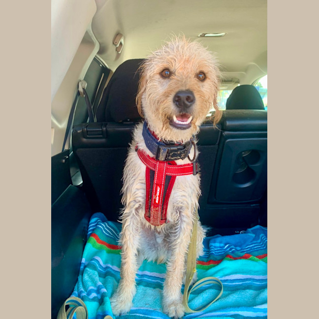 Photo of Toby