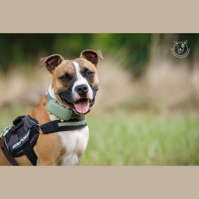 Photo of Rocket   2 Year Old Staffy X