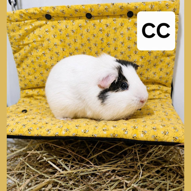 Photo of Cc