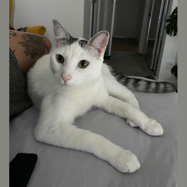 Photo of Scoot