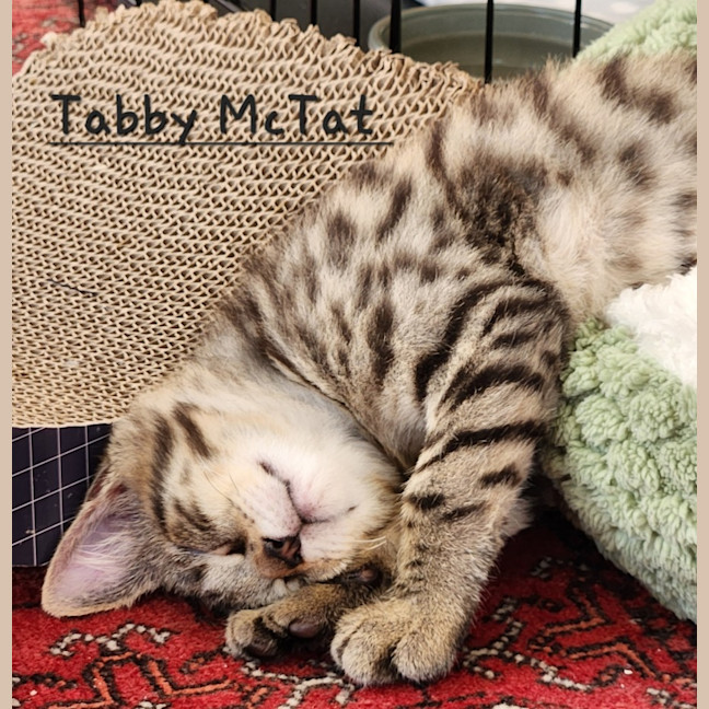 Photo of Tabby Mc Tat