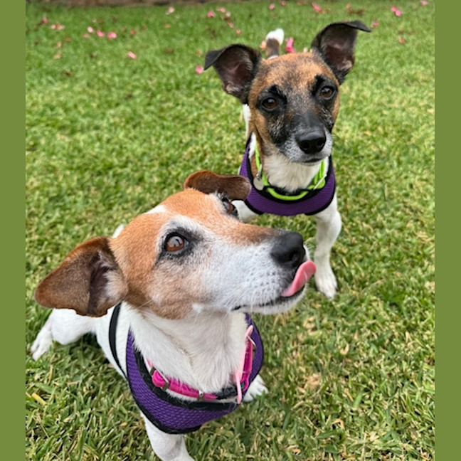 Photo of Dot (& Dash)