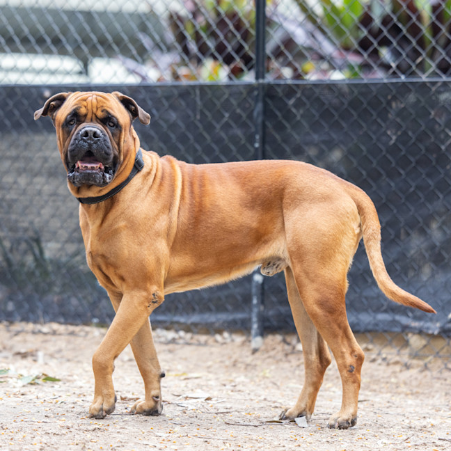 Photo of Odin