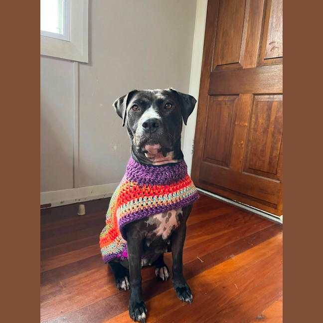 Photo of Estelle *$150 Adoption Fee*