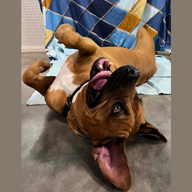 Photo of Dozer