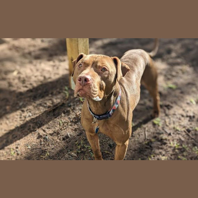 Photo of Aries