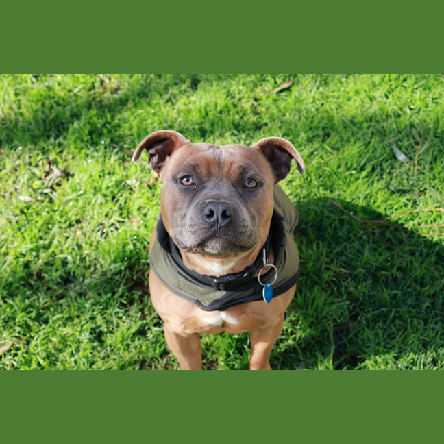 Photo of Gus