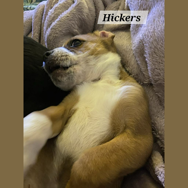 Photo of Hickers