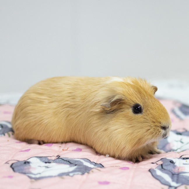 Photo of Delilah