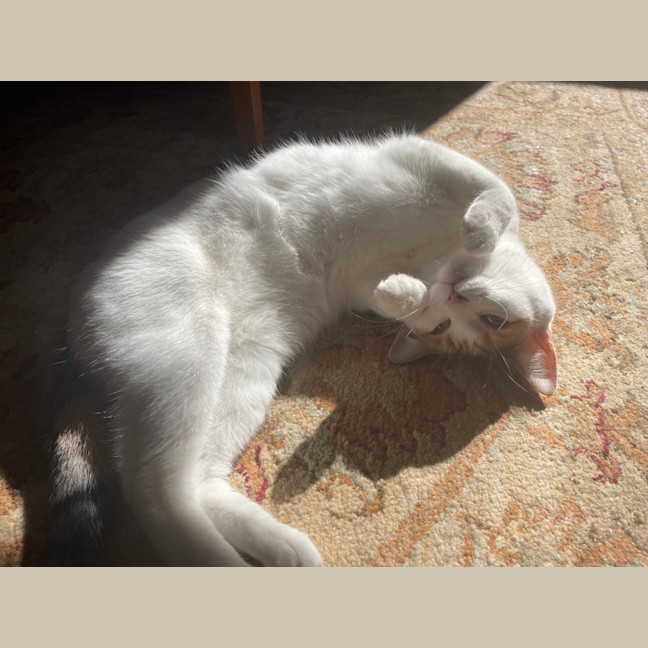 Photo of Daisy