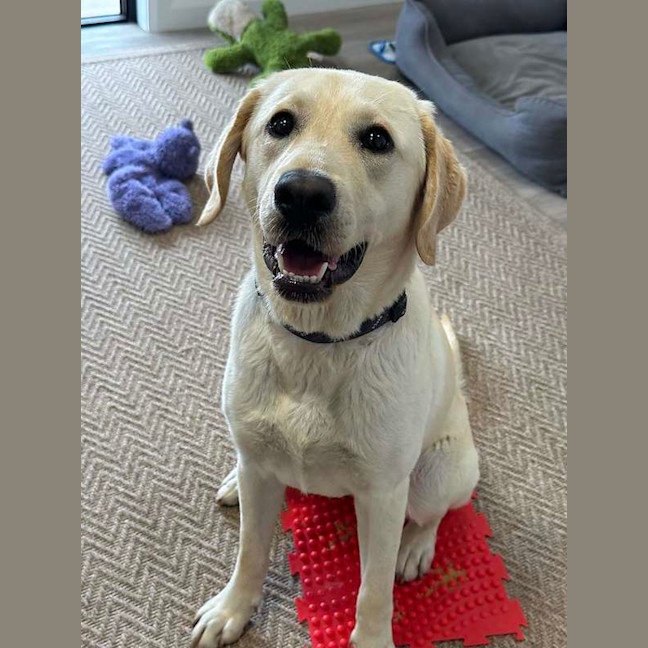 Photo of Cotton