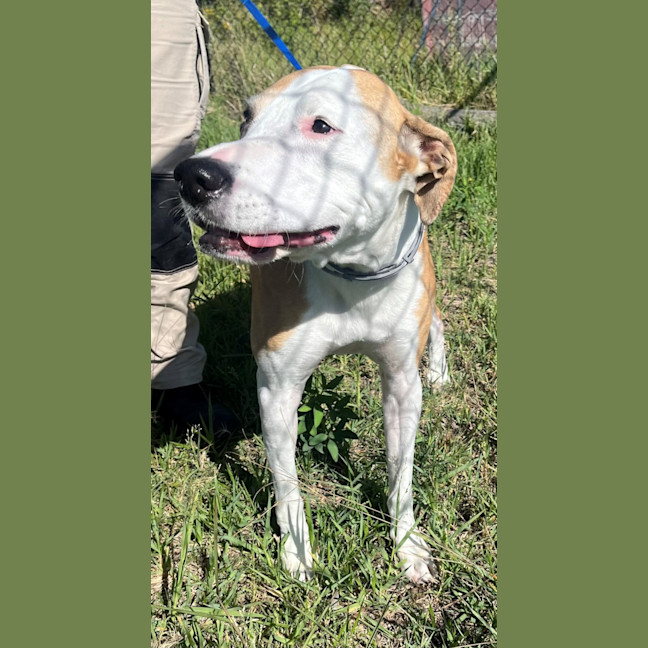 Photo of Piper (6999)