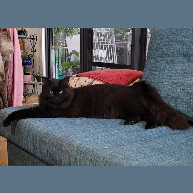 Photo of Pepper