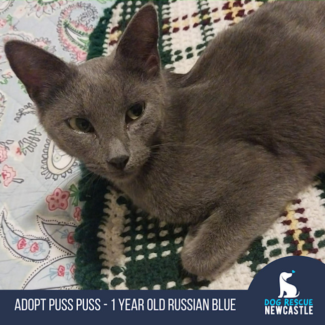 Photo of Puss Puss   1 Year Old Russian Blue