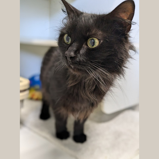 Photo of 🥙 Purrito 5403 🥙