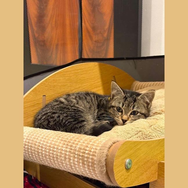 Photo of Otis
