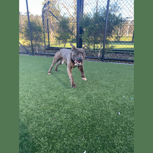 Photo of Dave Imp 678