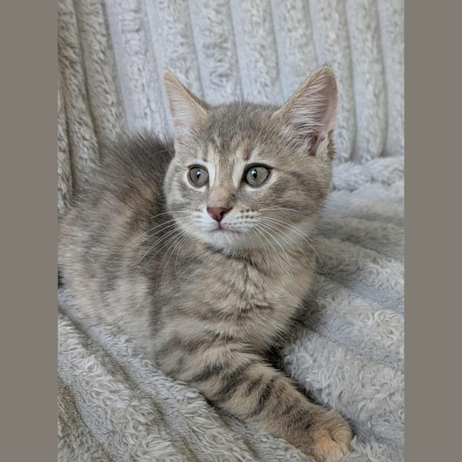 Photo of Luna Meet Me Petstock Clyde North 