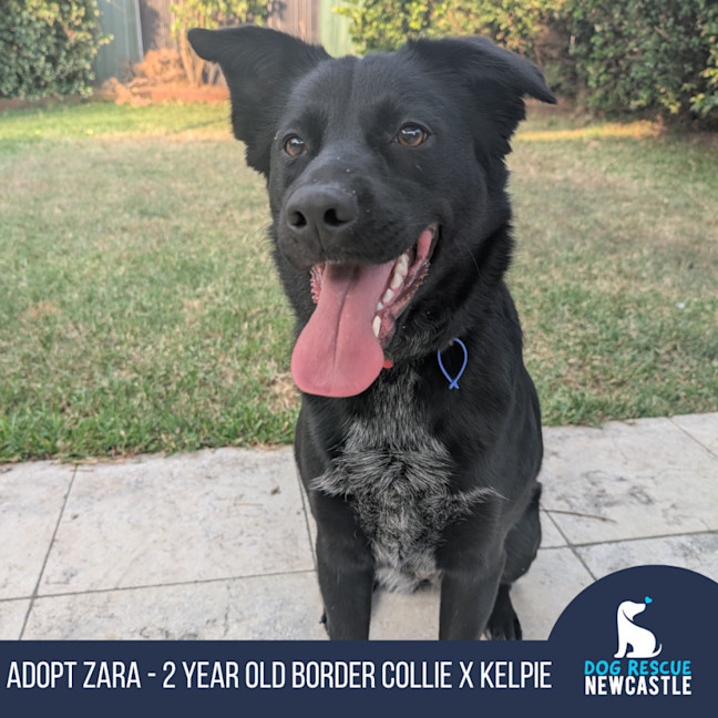 Photo of Zara   2 Year Old Border Collie X Kelpie