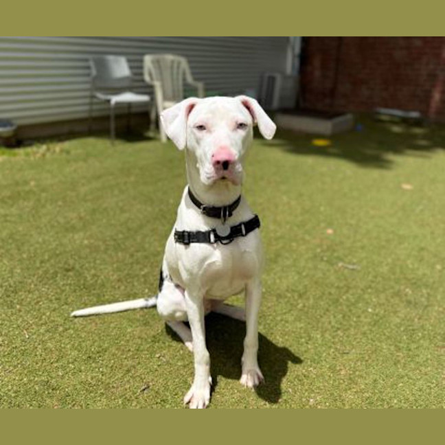 Photo of Casper