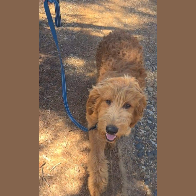 Photo of Murphy  Groodle