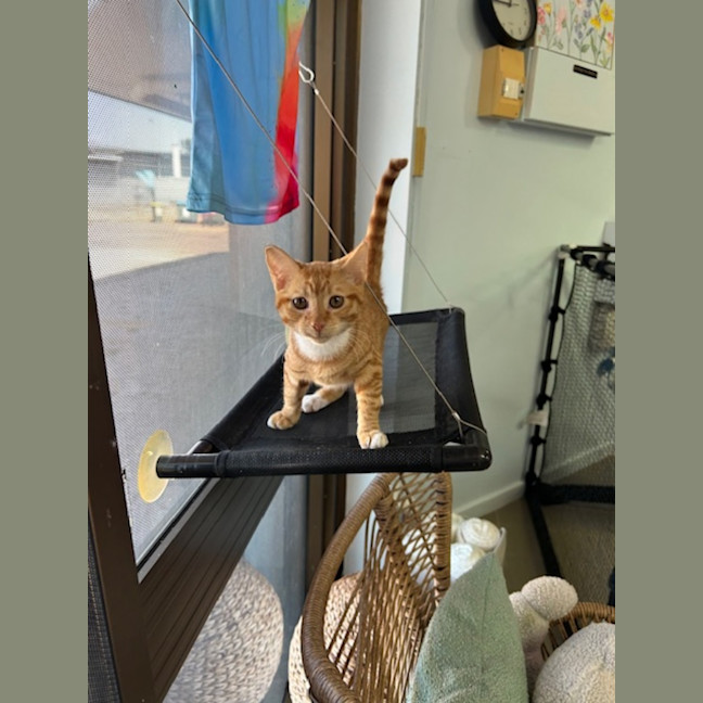 Photo of Garfield