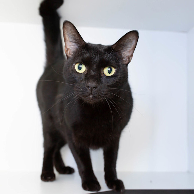 Photo of Domino