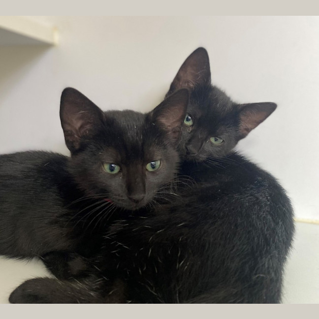 Photo of Speckles (9997)