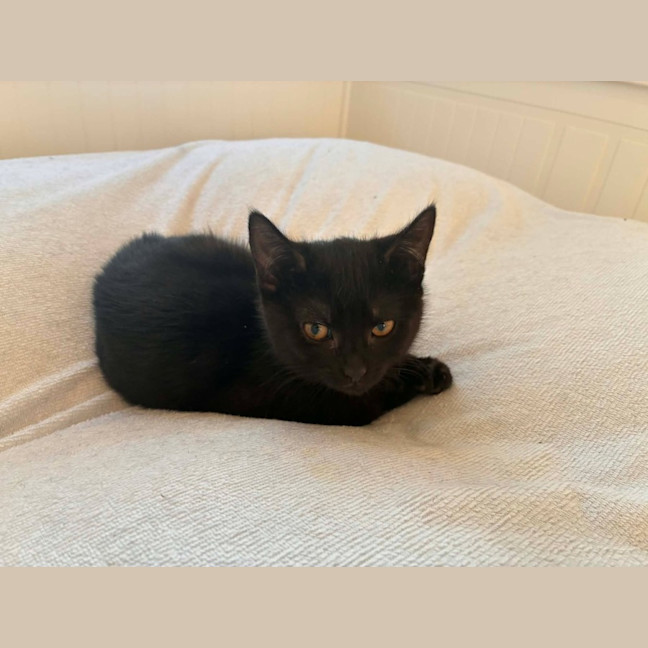 Photo of Onyx   In Foster Care In Eltham