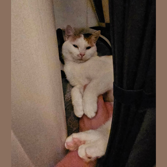 Photo of Seraphina 
