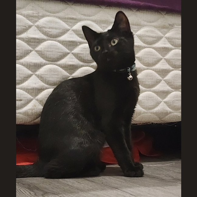 Photo of Morgan   In Foster Care In Avondale Heights