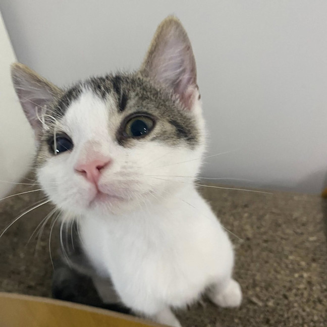 Photo of Blinky Bill / Nutsy