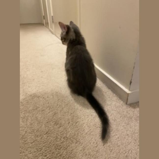 Photo of Ranger *9 Lives Project Rescue*