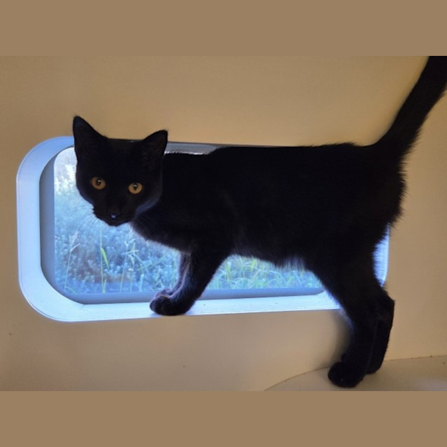 Photo of Pea Imp 3019