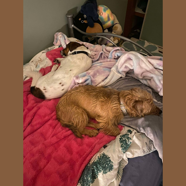 Photo of Buddy