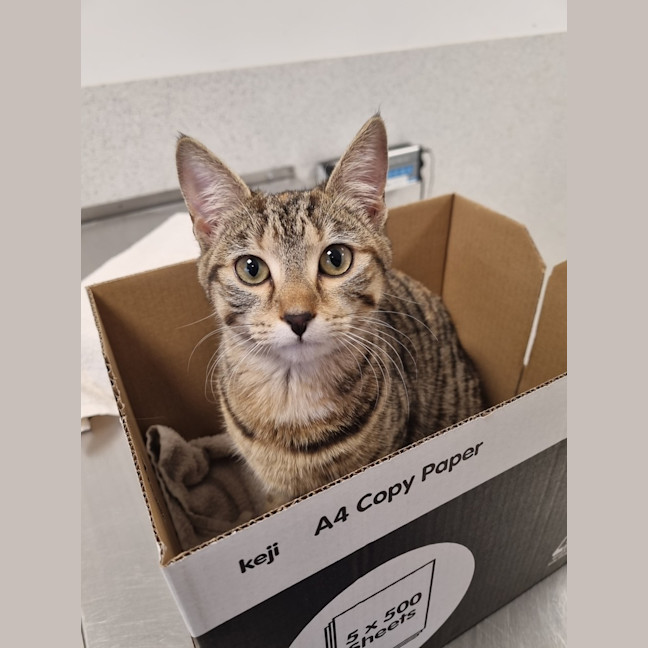 Photo of Nala