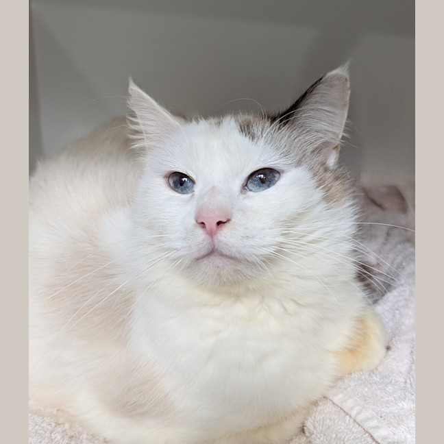 Photo of Padmé