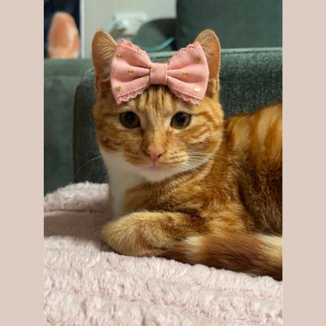 Photo of Bella
