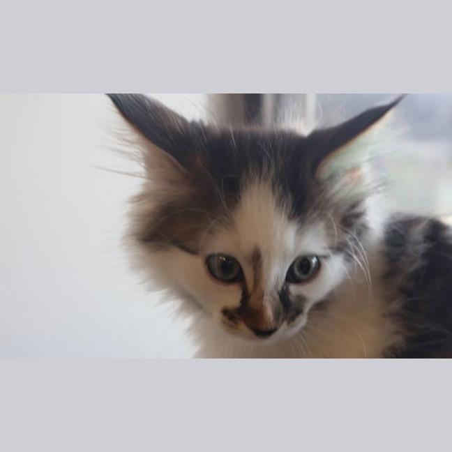 Photo of Cream