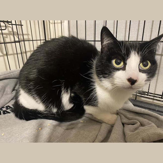 Photo of Loki Sweetness