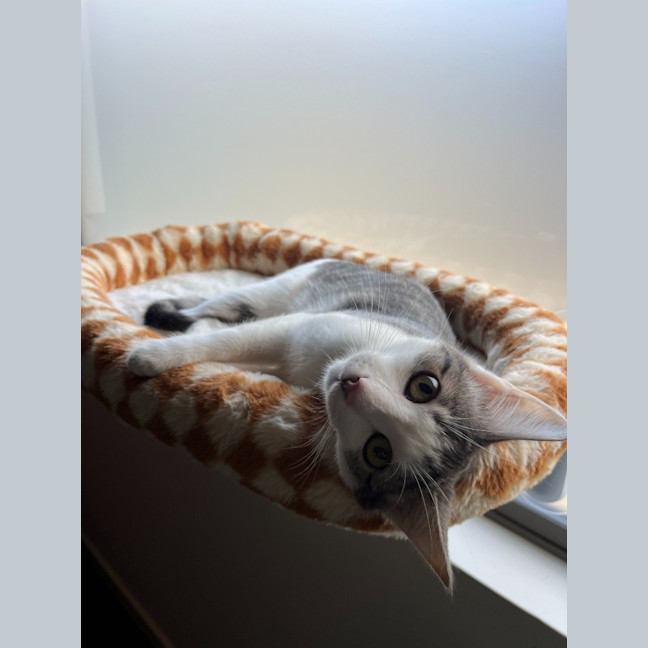 Photo of Annie