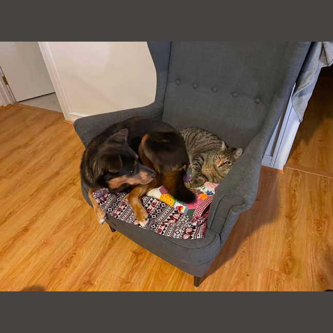 Photo of Shortcake  In Foster Care In Healesville