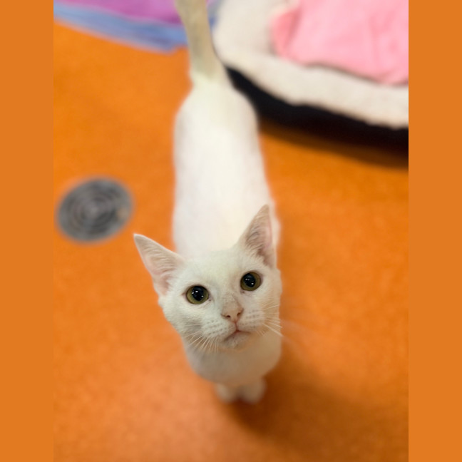 Photo of Marshmallow