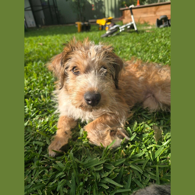 Photo of Paprika
